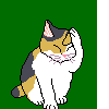 Calico Cat