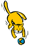 Orange Playing Cat