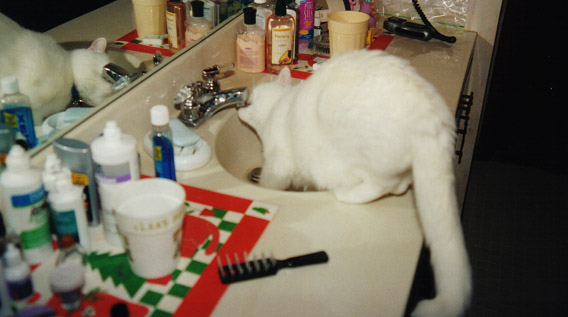drinking