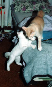 playing