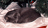 Pasha