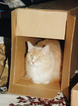 Pixel in a box