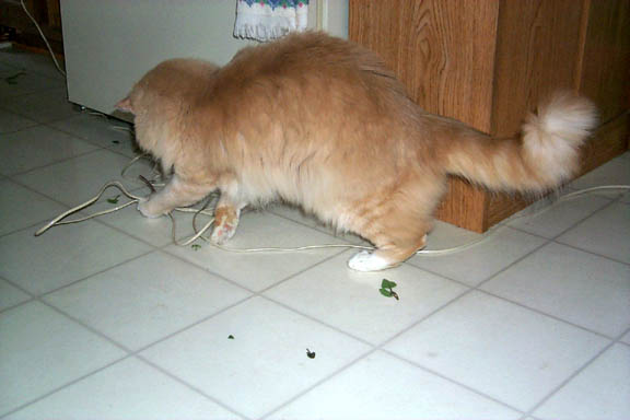 Pixel at play