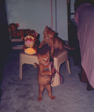 Co Purrrrsdients Inga and Merlin