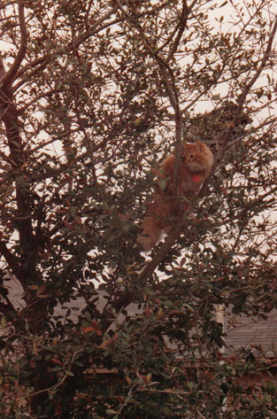 Sunny climbing tree