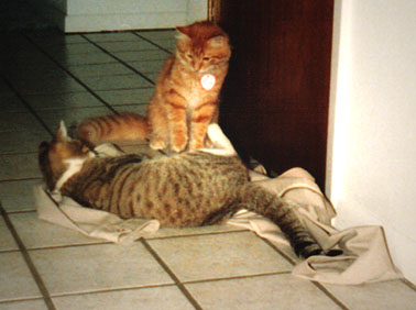 Young Sunny playing with Steve