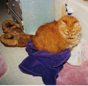 Sunny sitting on stuff