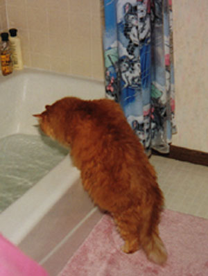 Sunny watching water