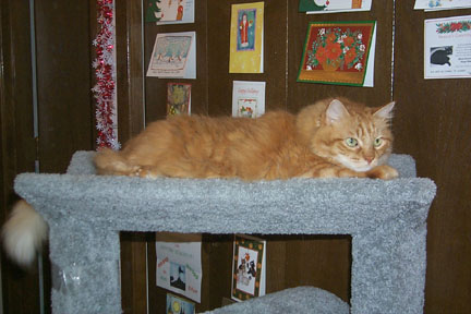Sunny on Cat Tree