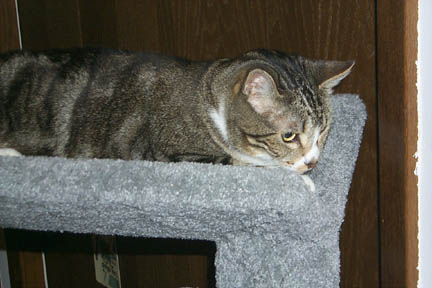 Tribble on Cat Tree