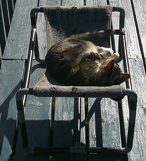 Tribble in the Hammock