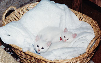 babies